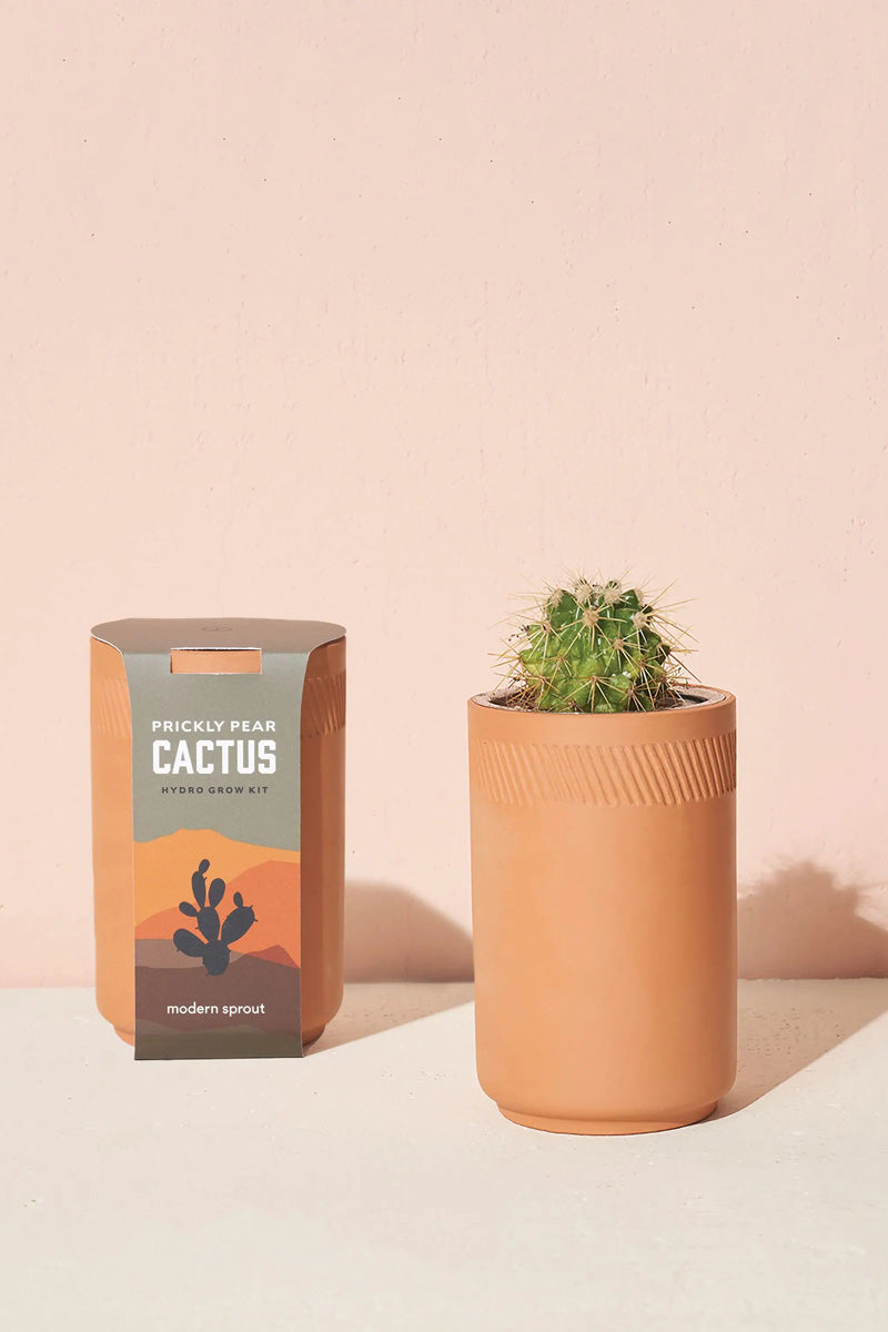 Terracotta Cactus Kit